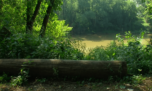 Man dies after trying to swim across Licking River